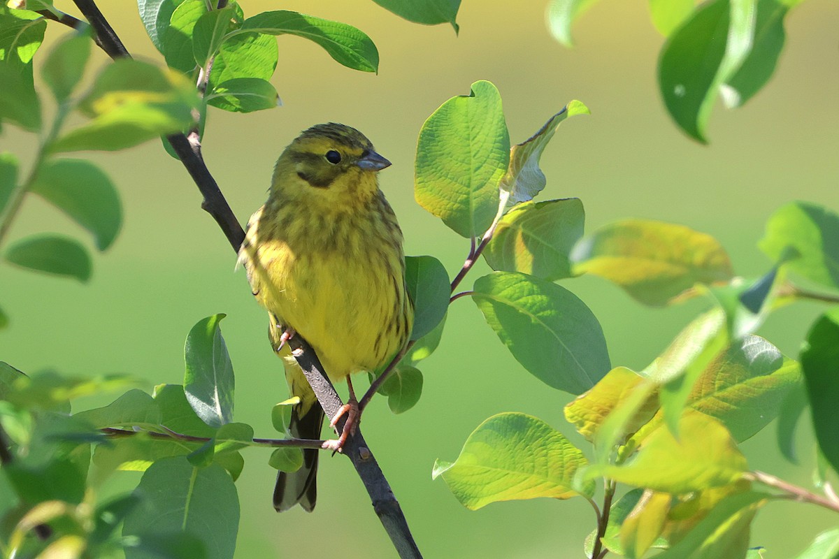 Yellowhammer - ML618078832