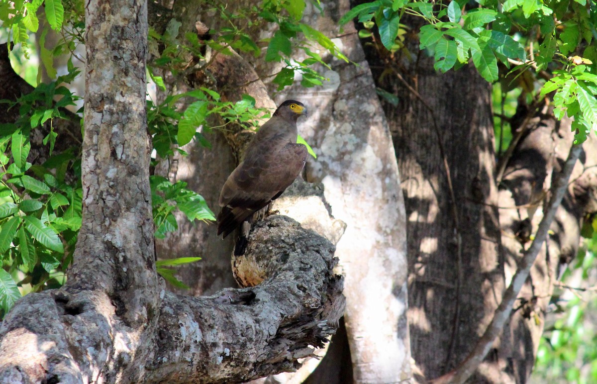 Crested Serpent-Eagle - ML618078833