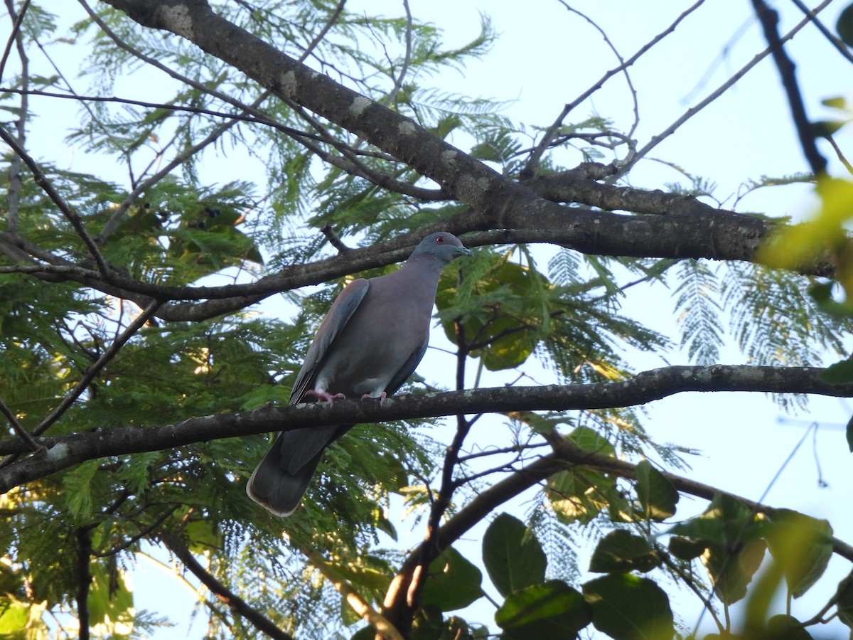 Pale-vented Pigeon - Iza Alencar