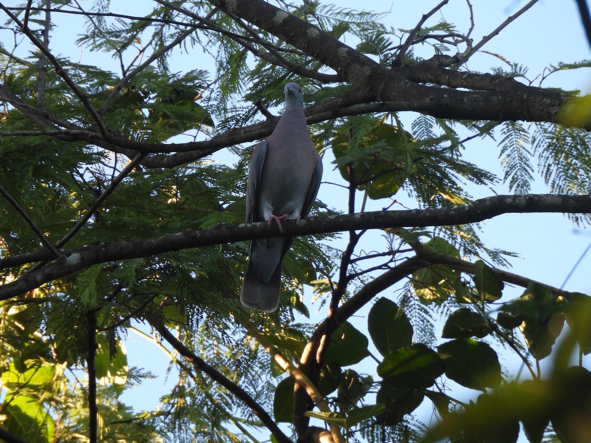 Pale-vented Pigeon - Iza Alencar