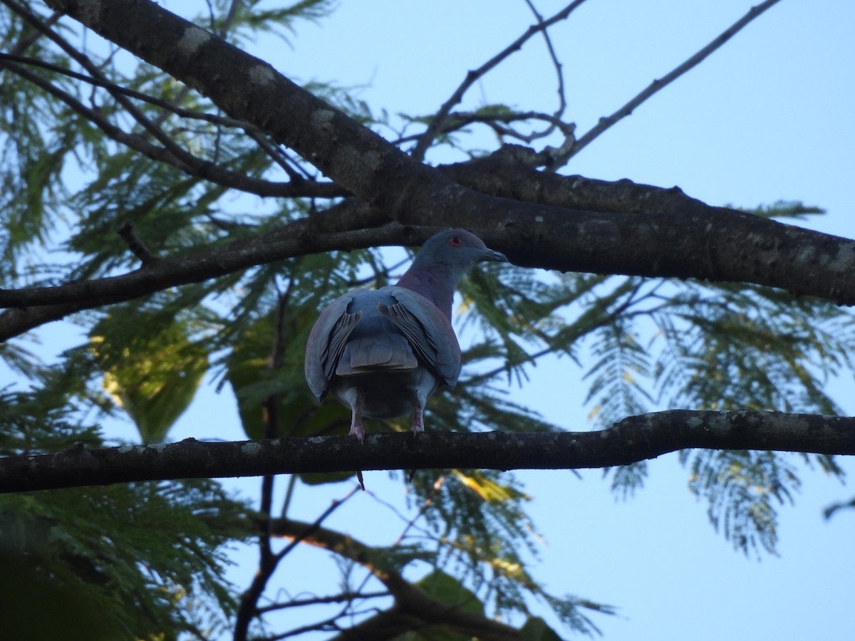 Pale-vented Pigeon - Iza Alencar