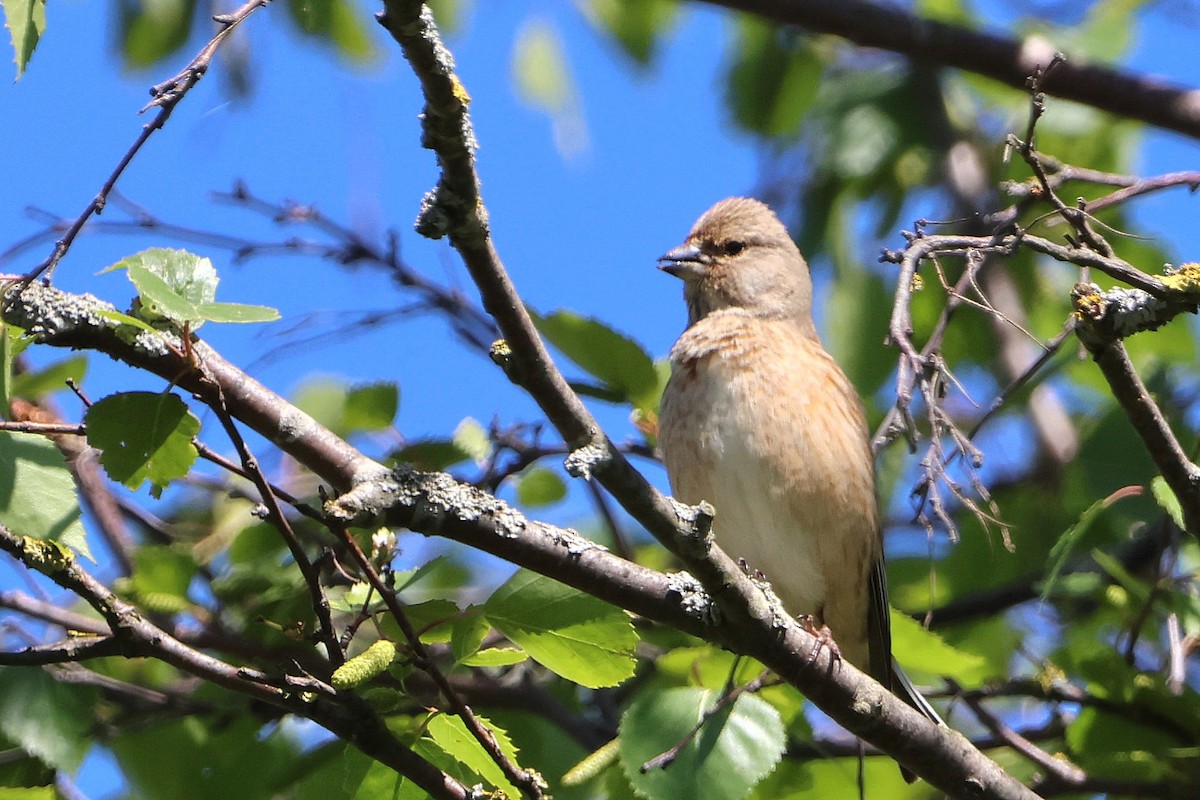 Eurasian Linnet - ML618078843