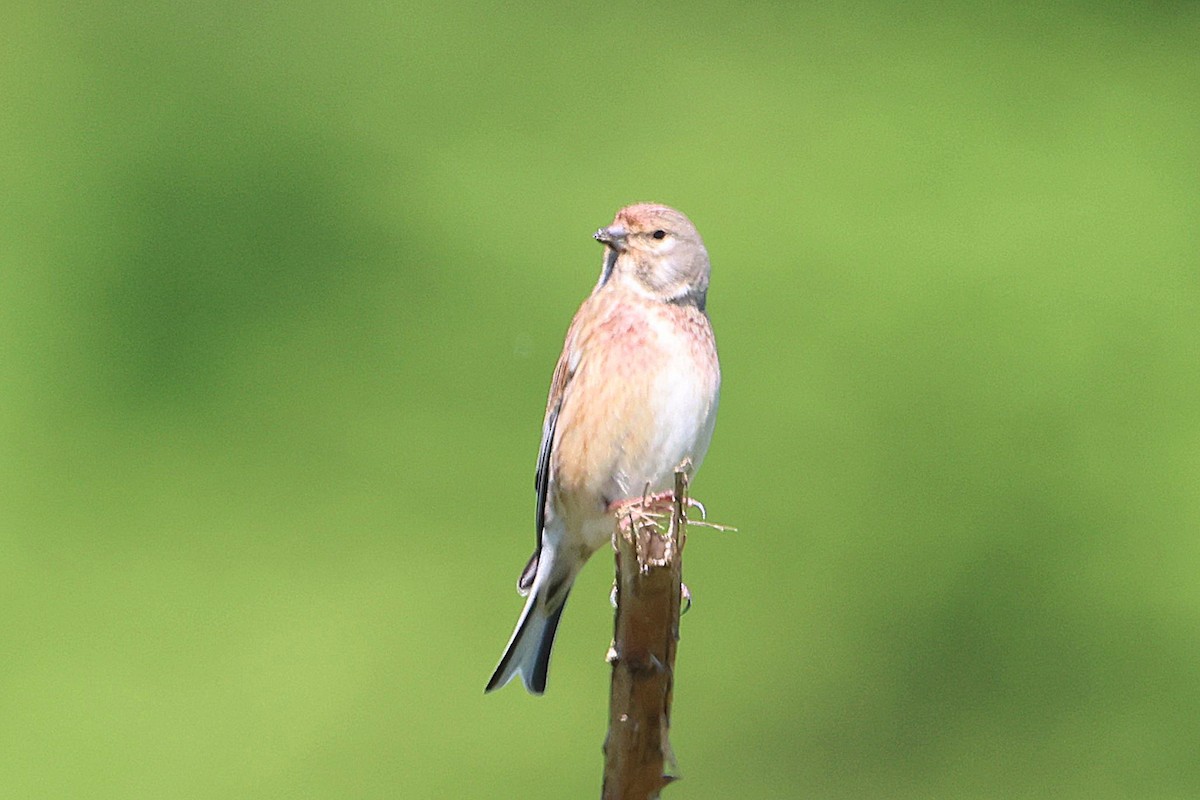 Eurasian Linnet - ML618078844