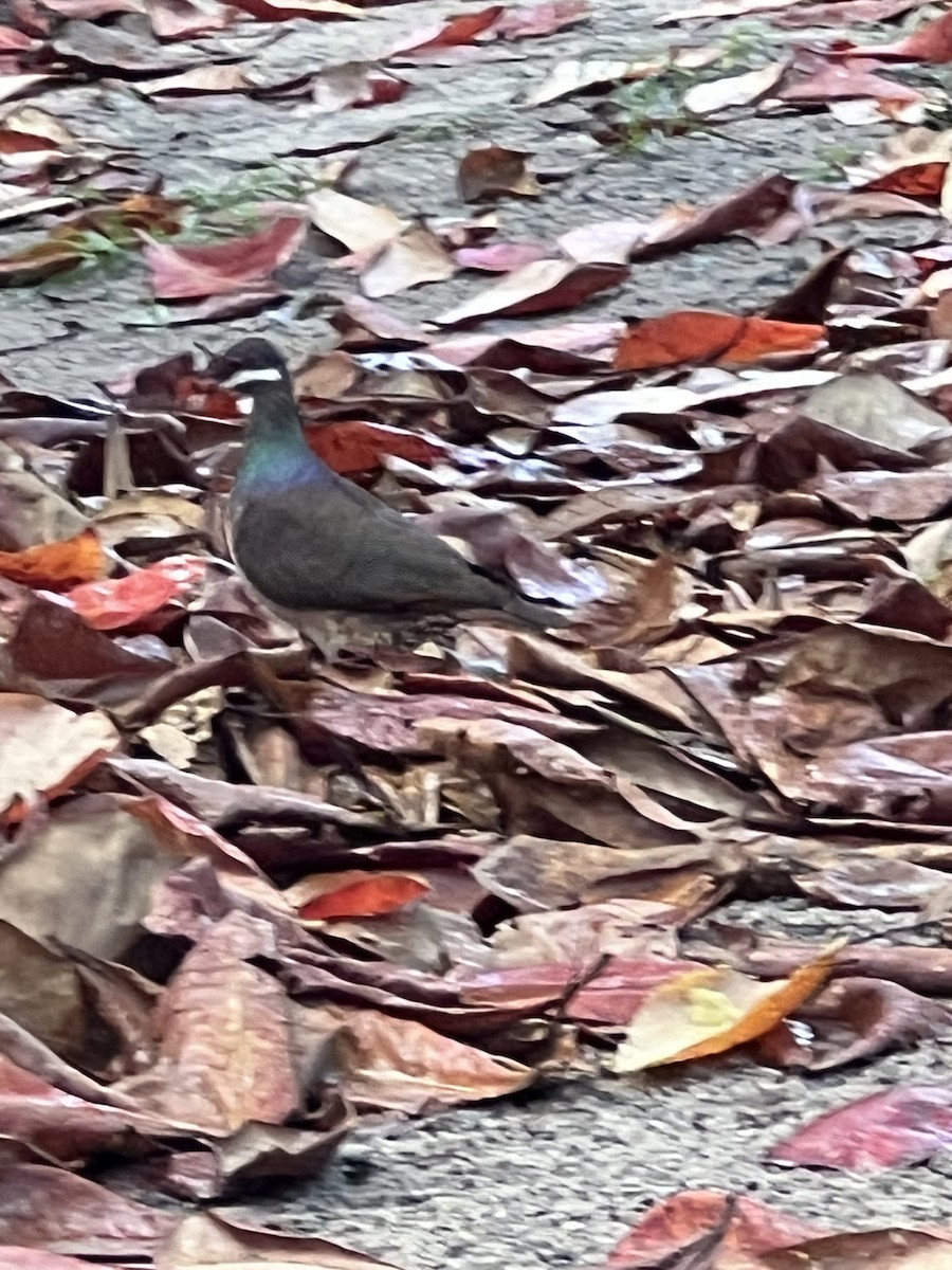 Bridled Quail-Dove - ML618078848