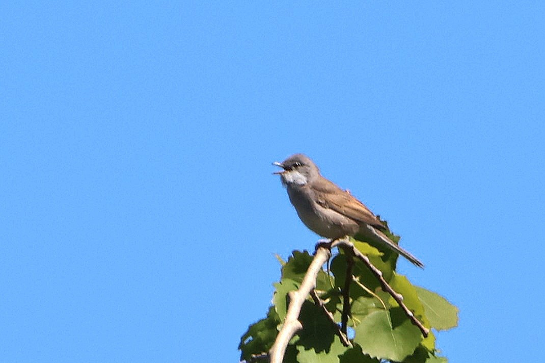 Greater Whitethroat - ML618078861