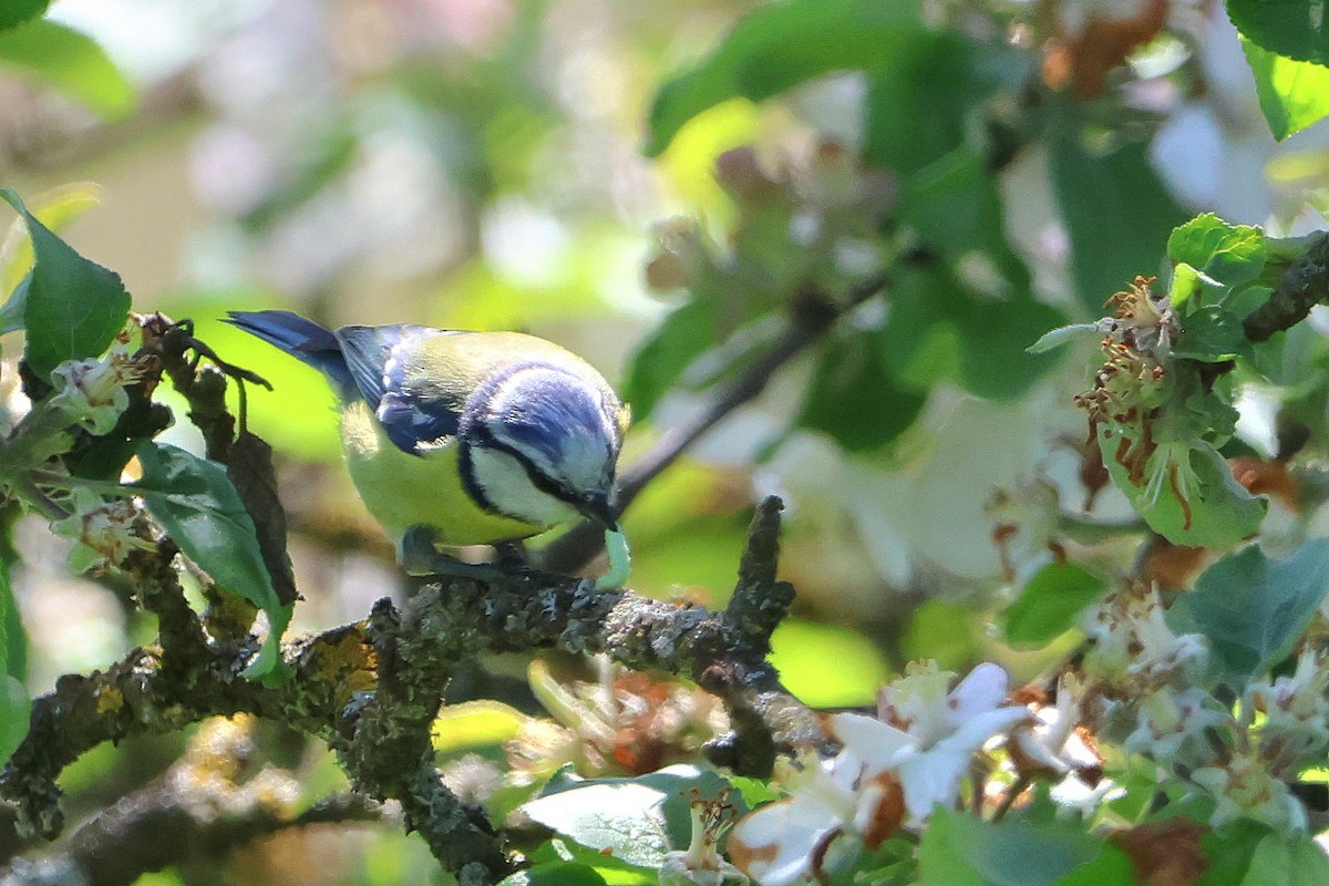 Eurasian Blue Tit - ML618078875