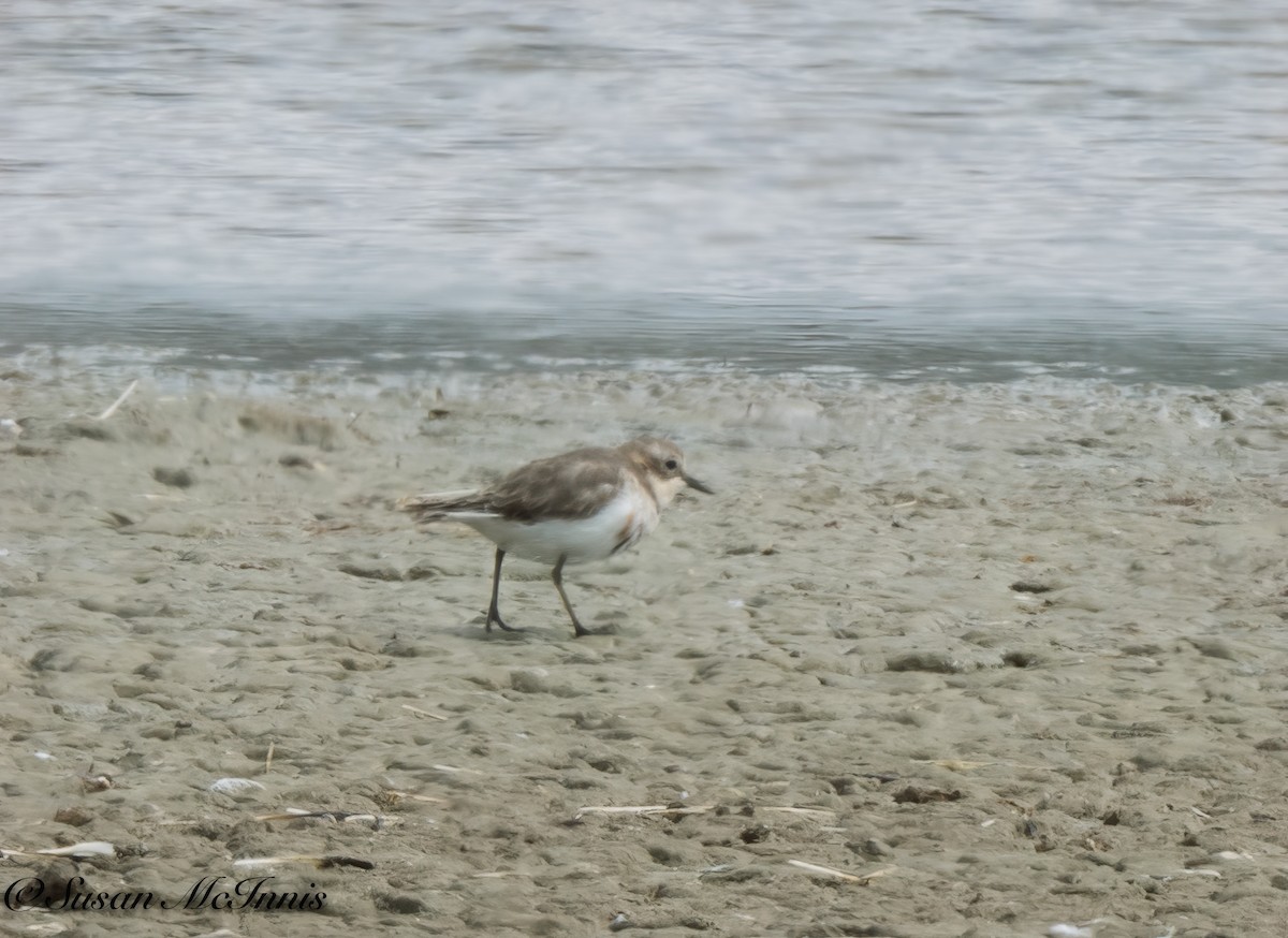 Double-banded Plover - Susan Mac