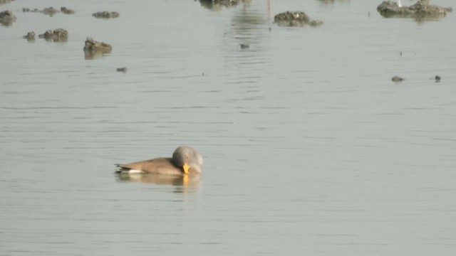 Gray-headed Lapwing - ML618078893