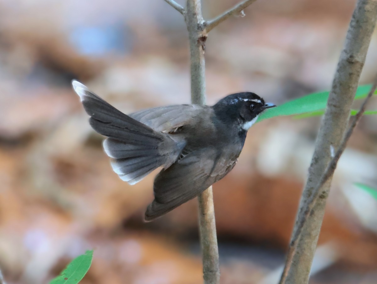 Spot-breasted/White-browed Fantail - hari chary