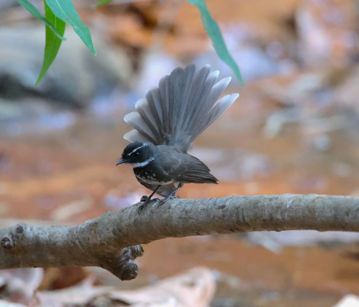 Spot-breasted/White-browed Fantail - ML618078915