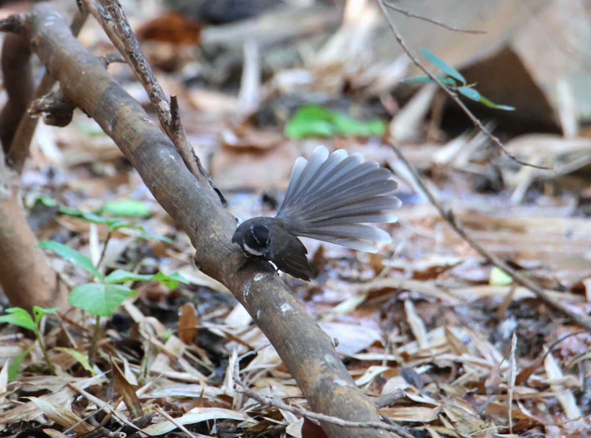 Spot-breasted/White-browed Fantail - hari chary