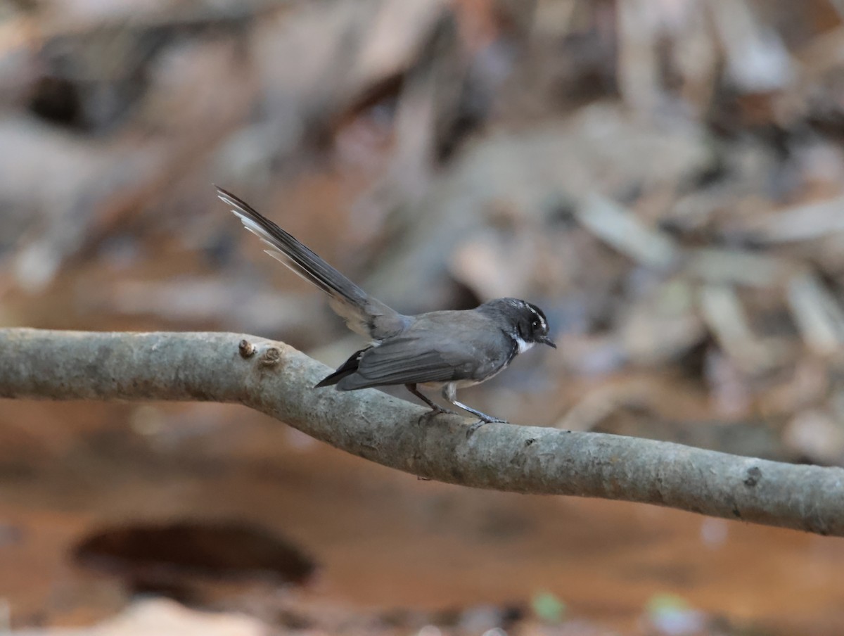 Spot-breasted/White-browed Fantail - ML618078917