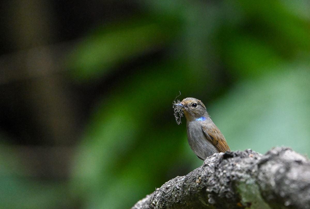 Small Niltava - Chonseng Sangma