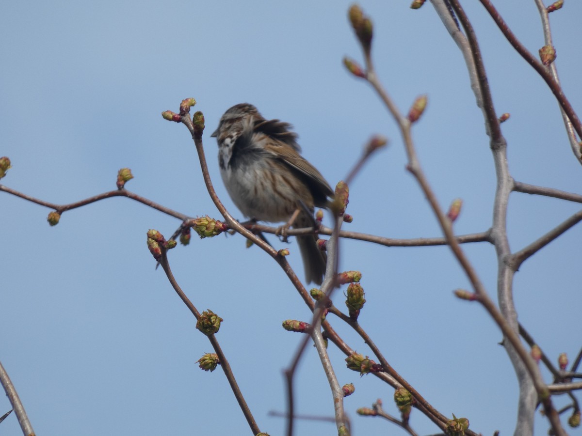 Song Sparrow - Fabian Orozco