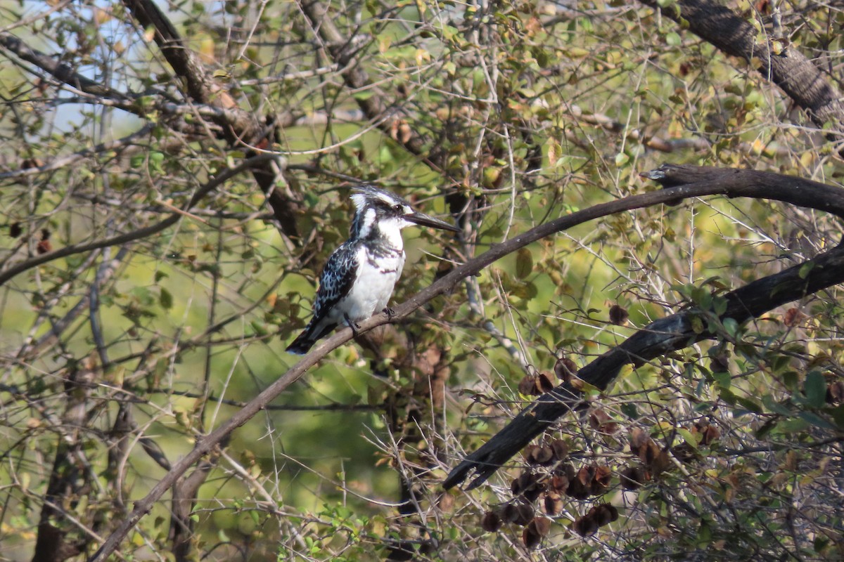 Pied Kingfisher - ML618078927