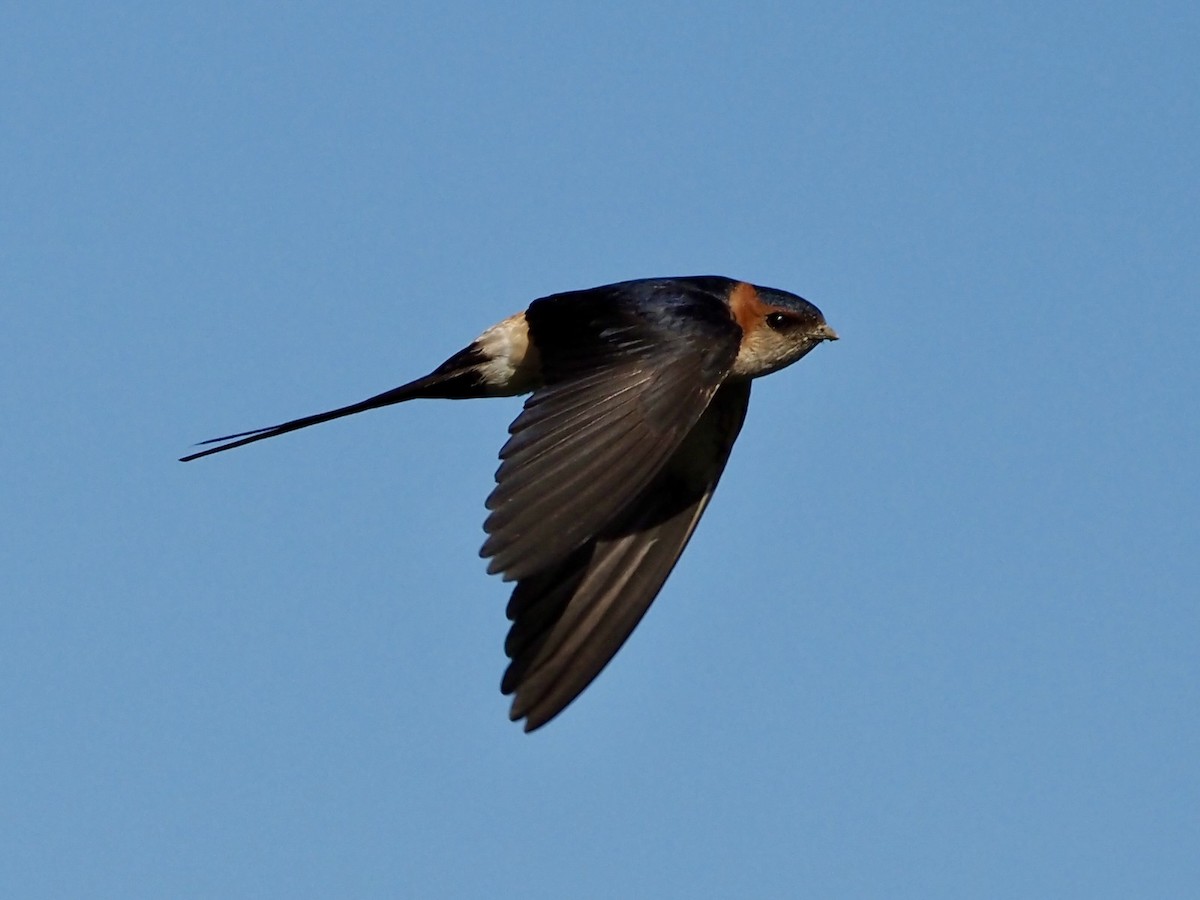 Red-rumped Swallow - Francisco Rivas  🪶