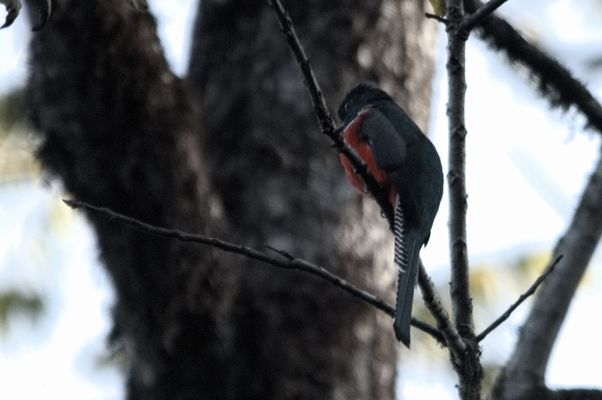 Collared Trogon - ML618078977