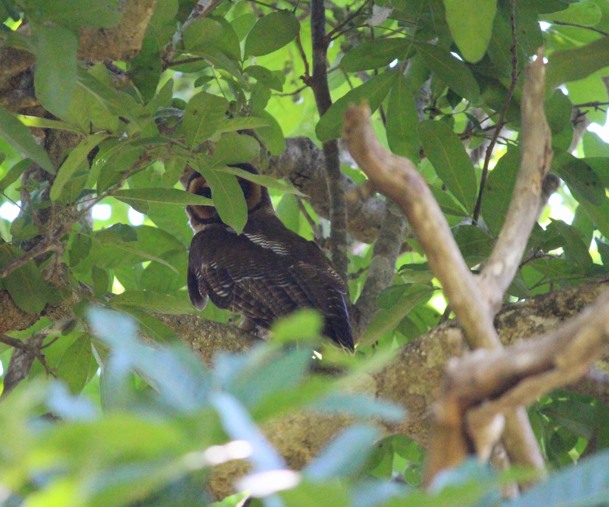 Brown Wood-Owl - Neema Das