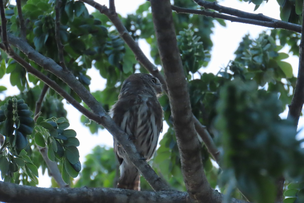 Ferruginous Pygmy-Owl - ML618079010