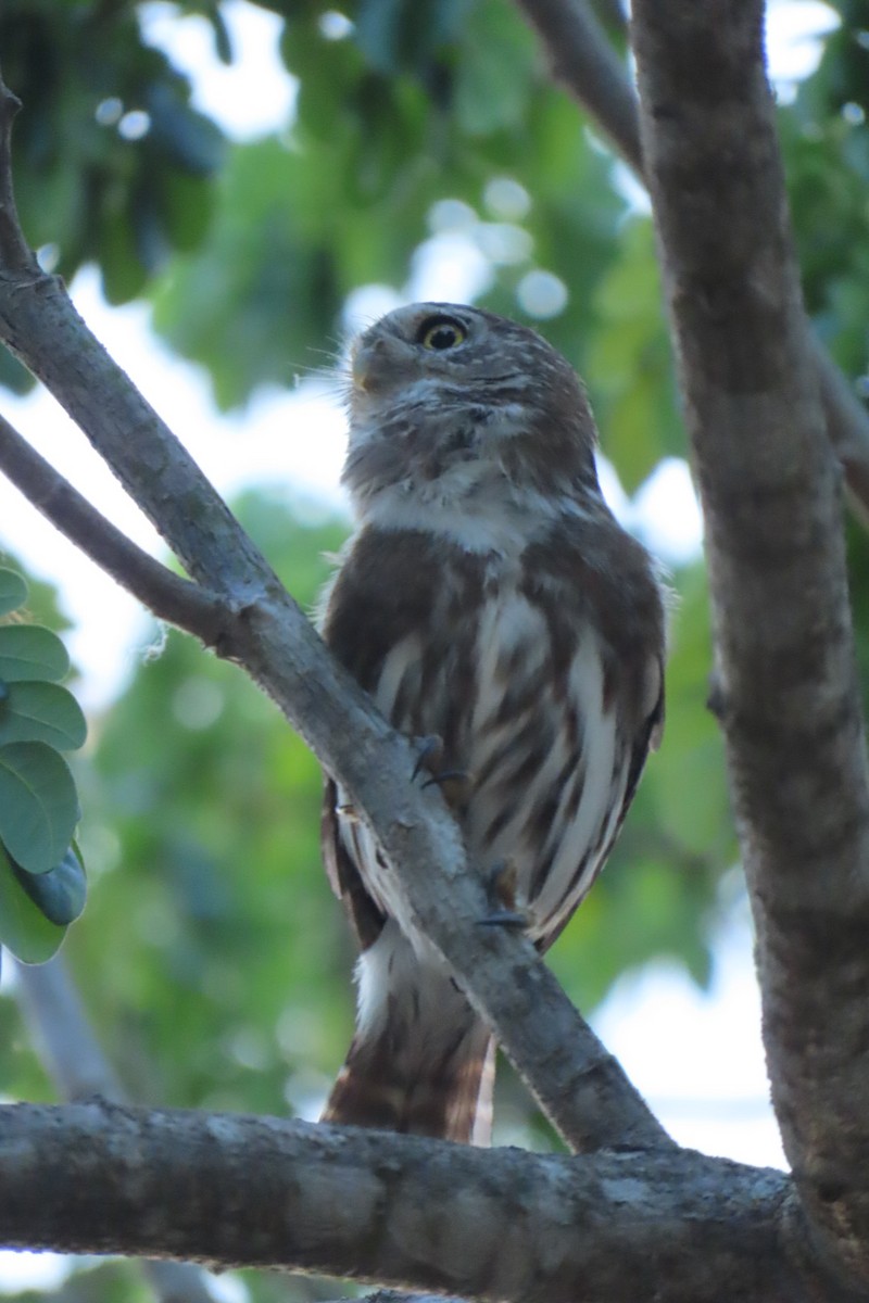 Ferruginous Pygmy-Owl - ML618079011
