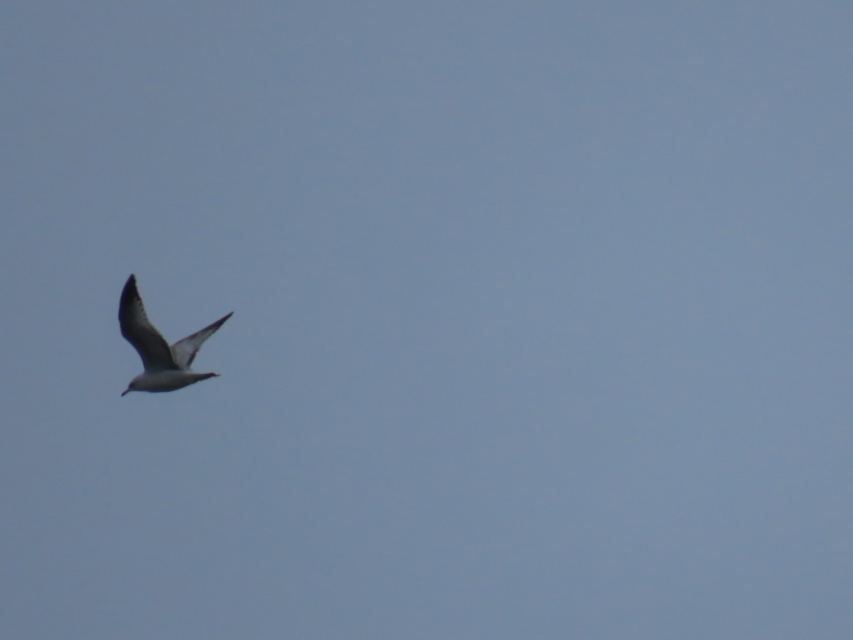 Ring-billed Gull - Elizabeth Ferber