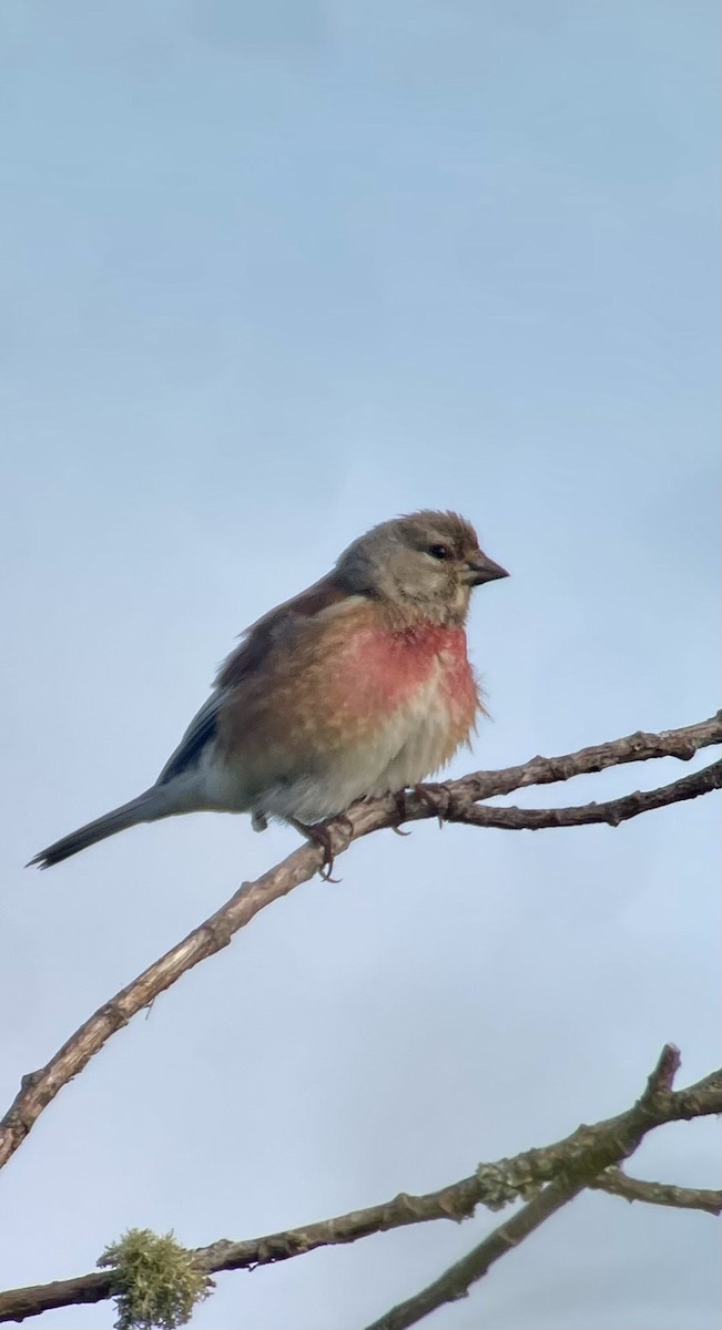 Eurasian Linnet - Nicolas THOUEILLE