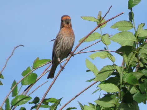 House Finch - Ken Spilios