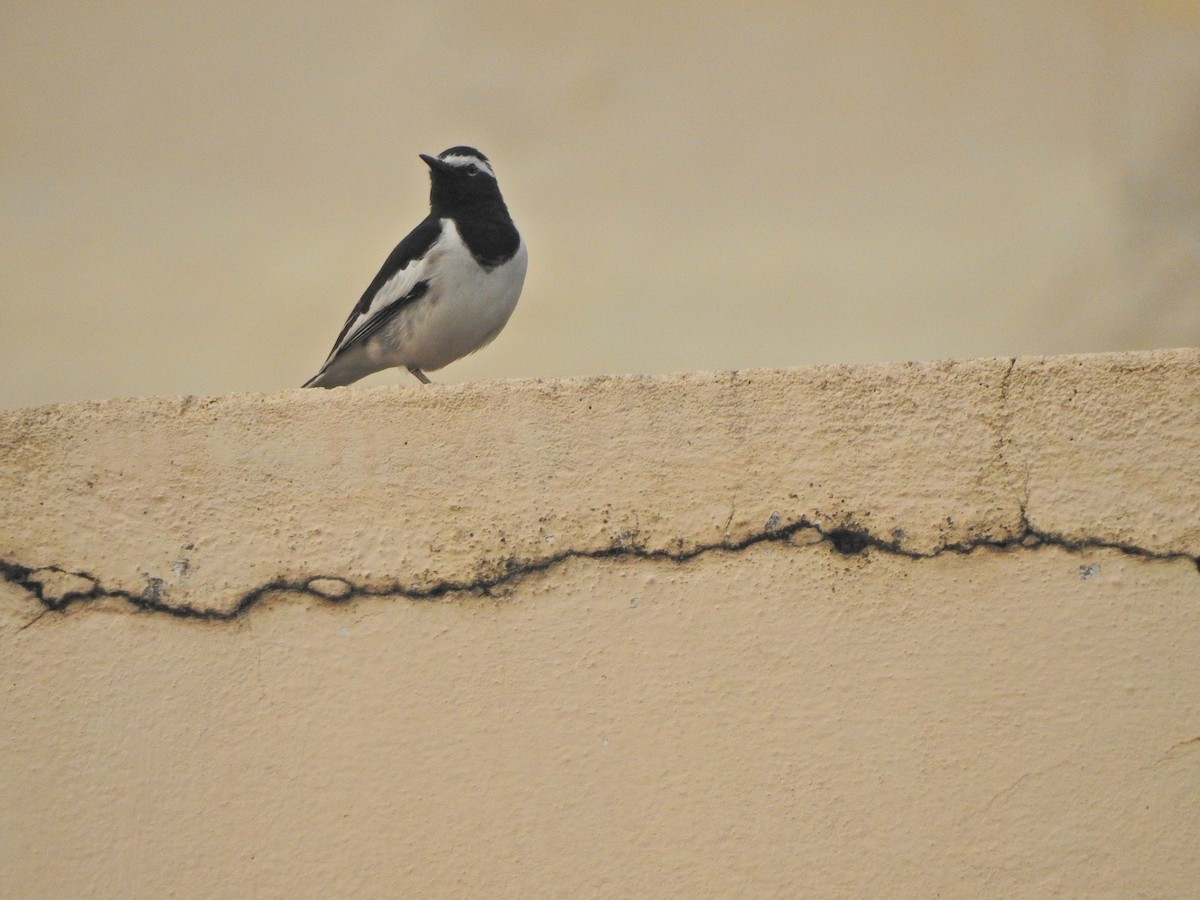 White-browed Wagtail - Jayendra Rakesh Yeka