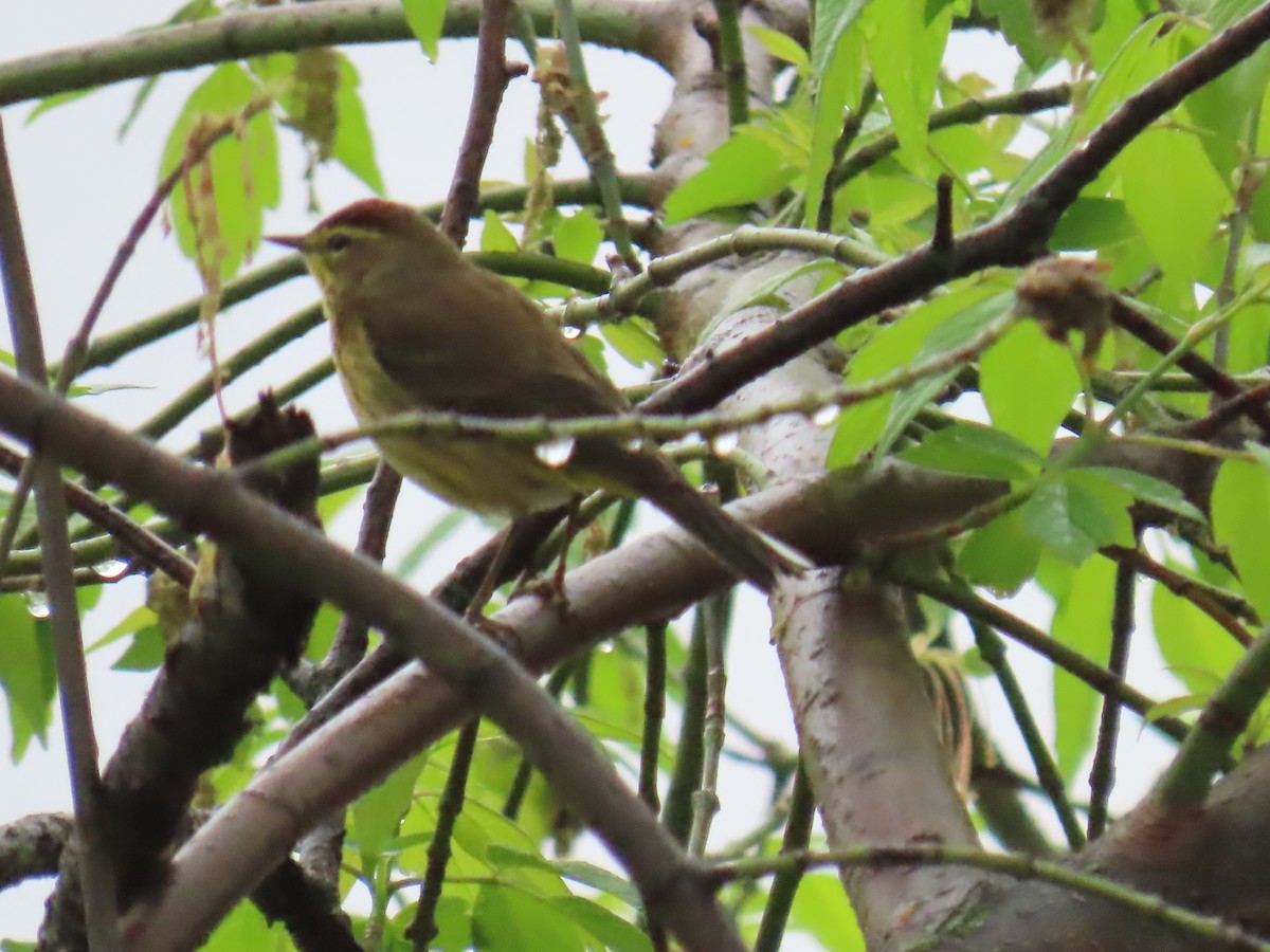 Palm Warbler - ML618079056