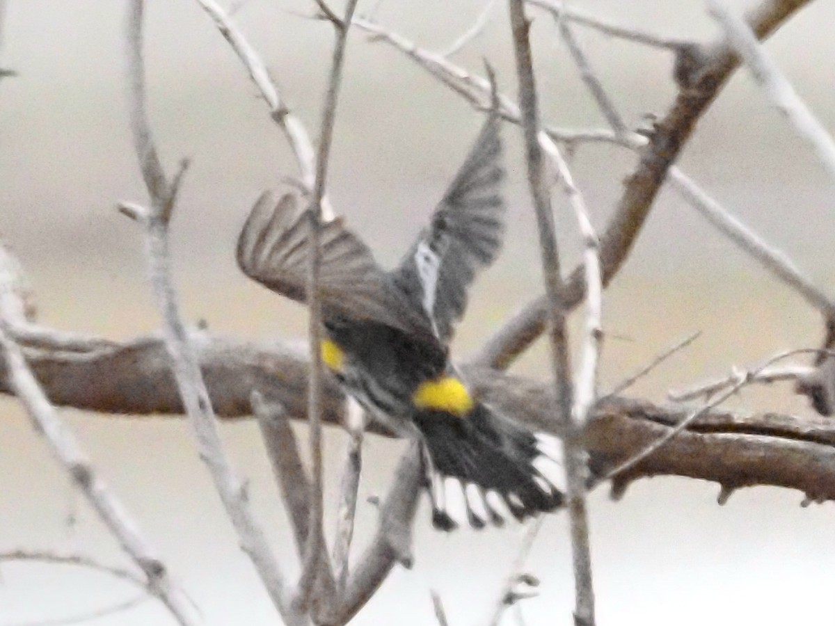 Yellow-rumped Warbler - Jonine Dewitte