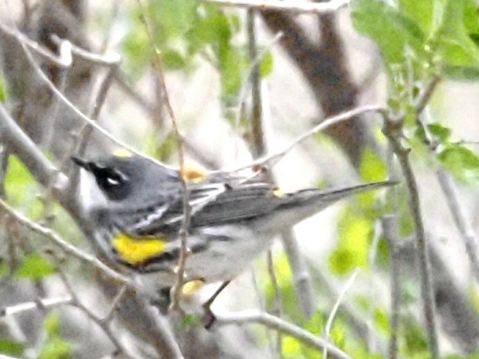 Yellow-rumped Warbler - Jonine Dewitte