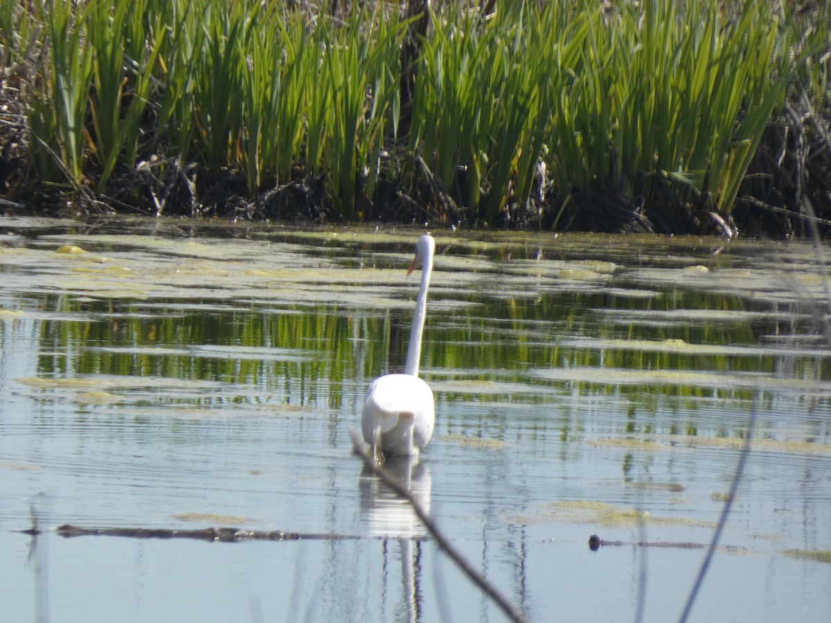 Great Egret - Fabian Orozco