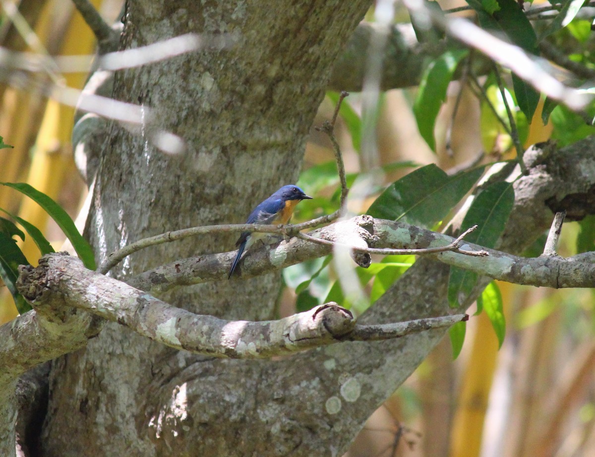 Tickell's Blue Flycatcher - ML618079075