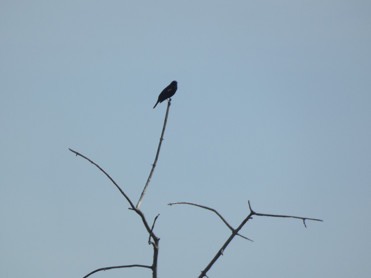 Red-winged Blackbird - Fabian Orozco