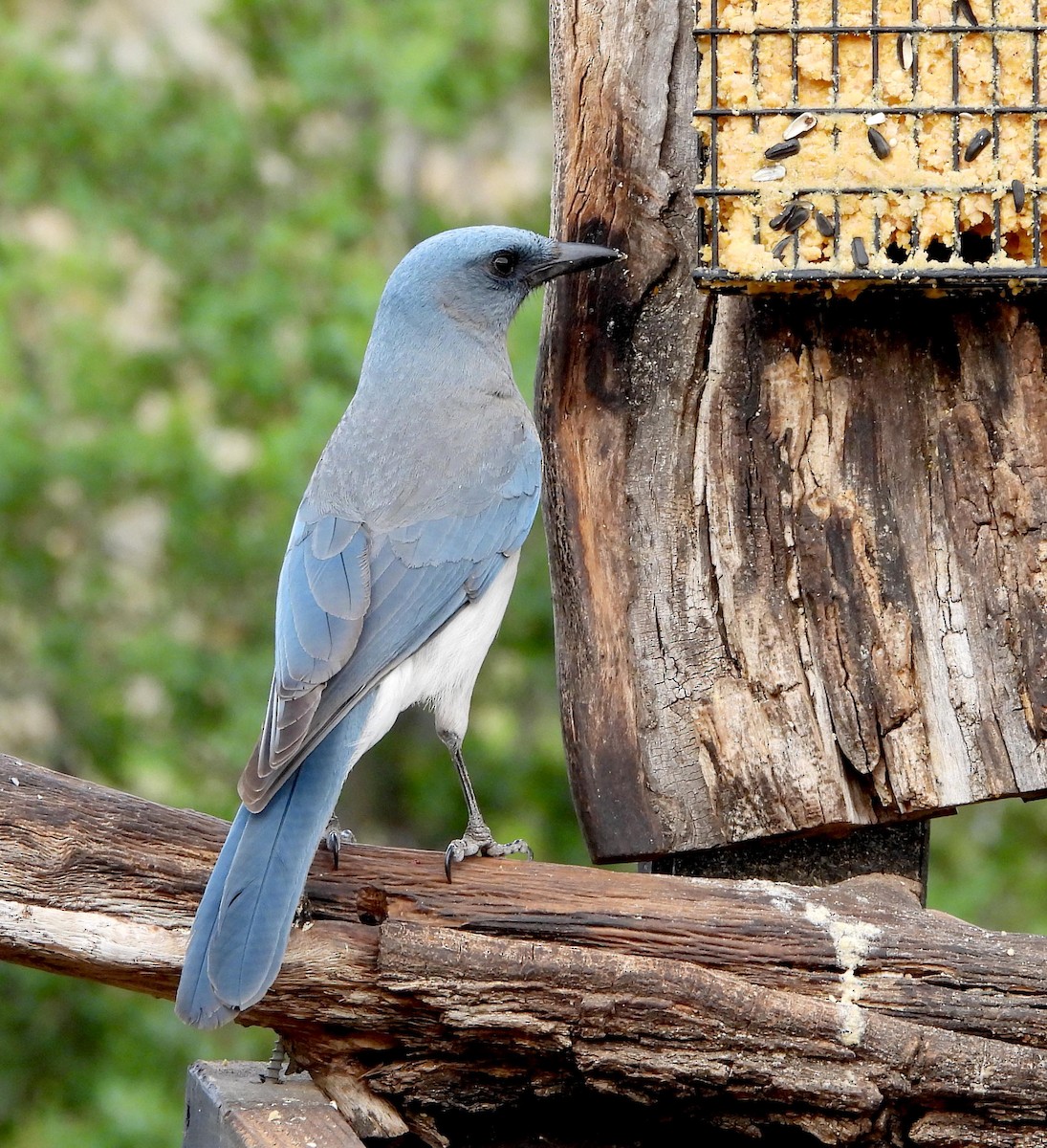 Mexican Jay - ML618079084