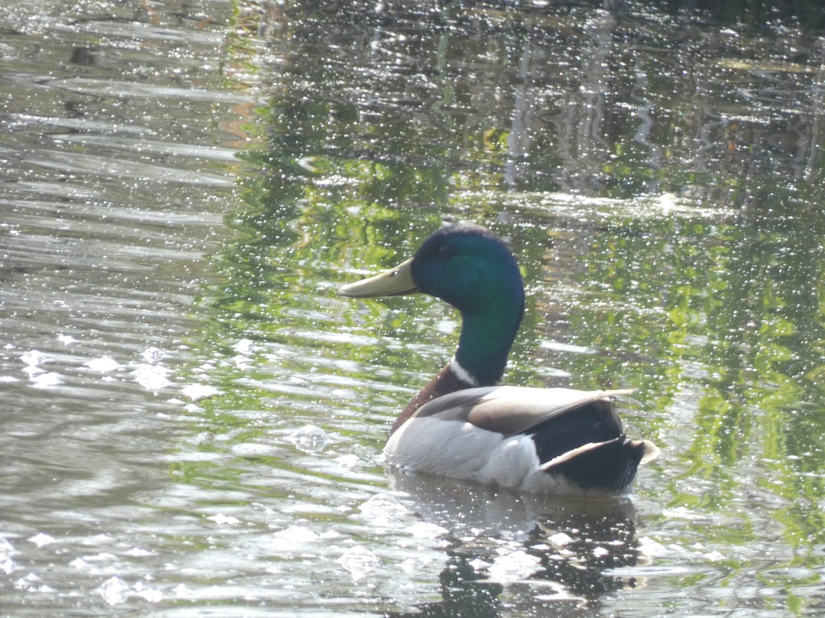 Mallard - ML618079091