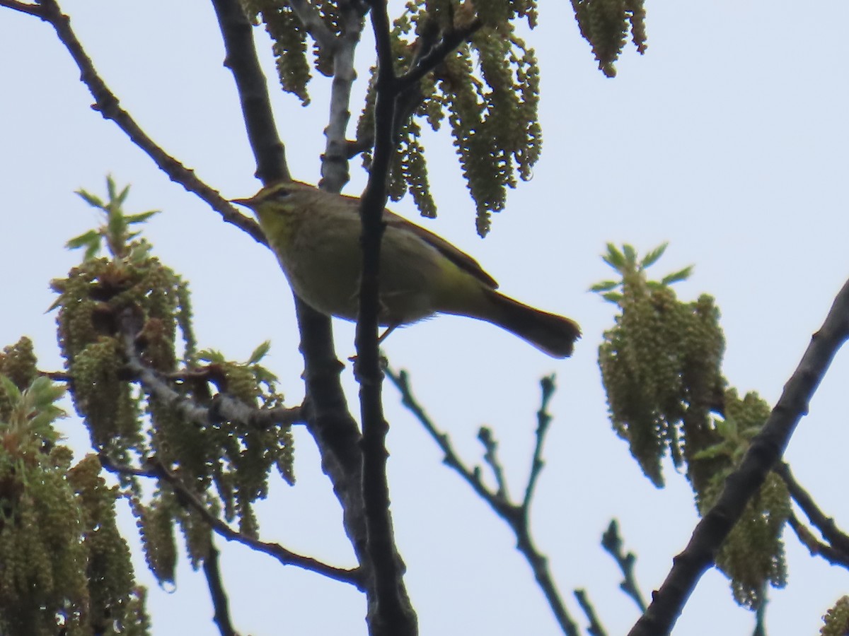 Palm Warbler - ML618079104