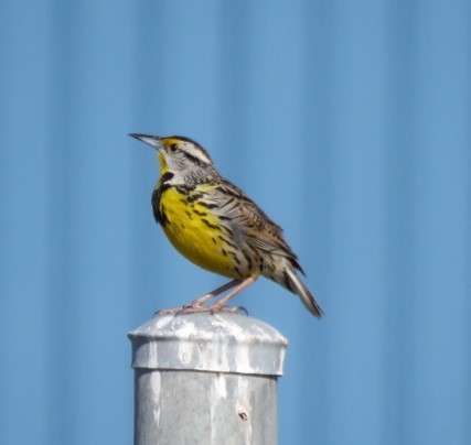 Eastern Meadowlark - Ken Spilios