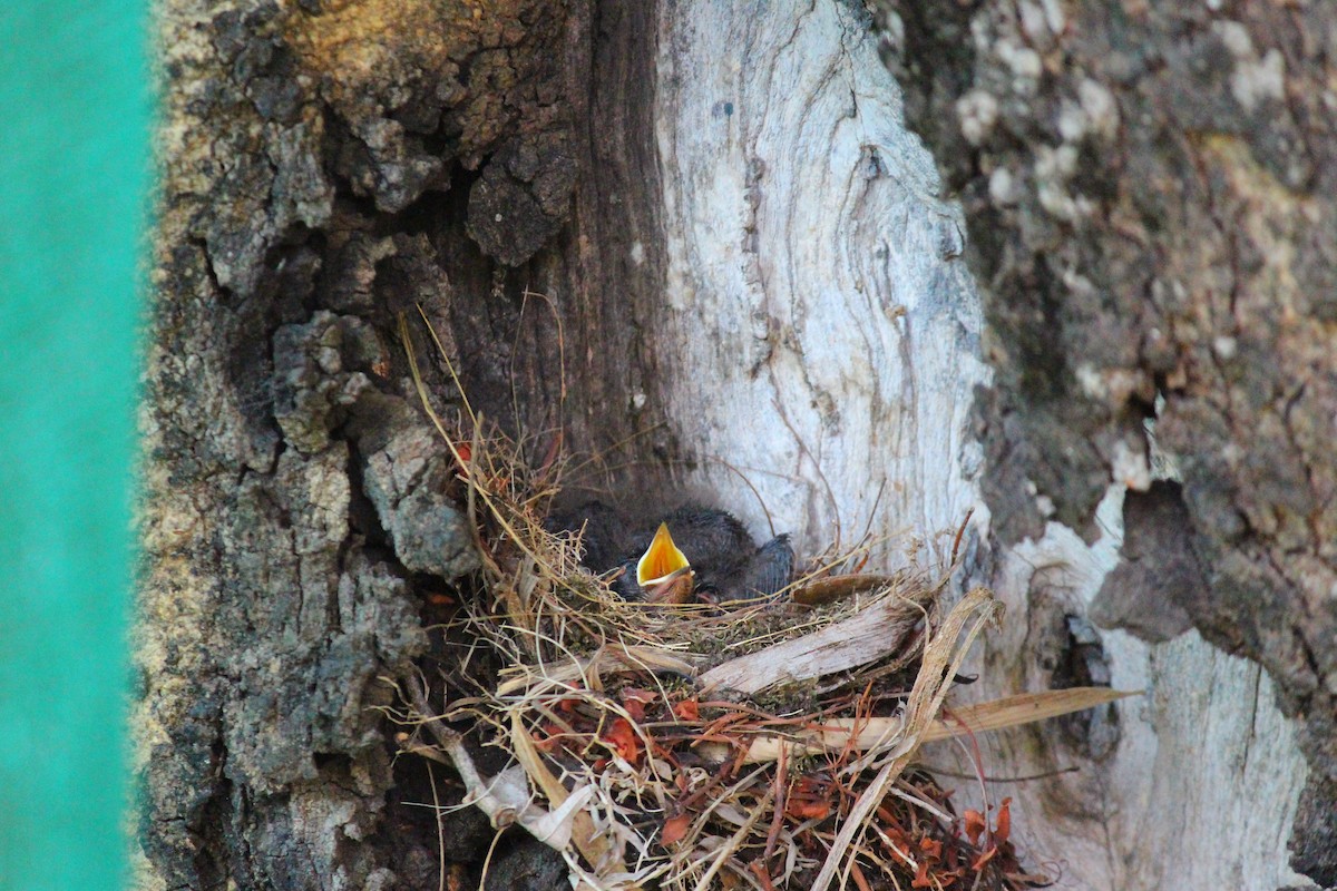 Tickell's Blue Flycatcher - ML618079117