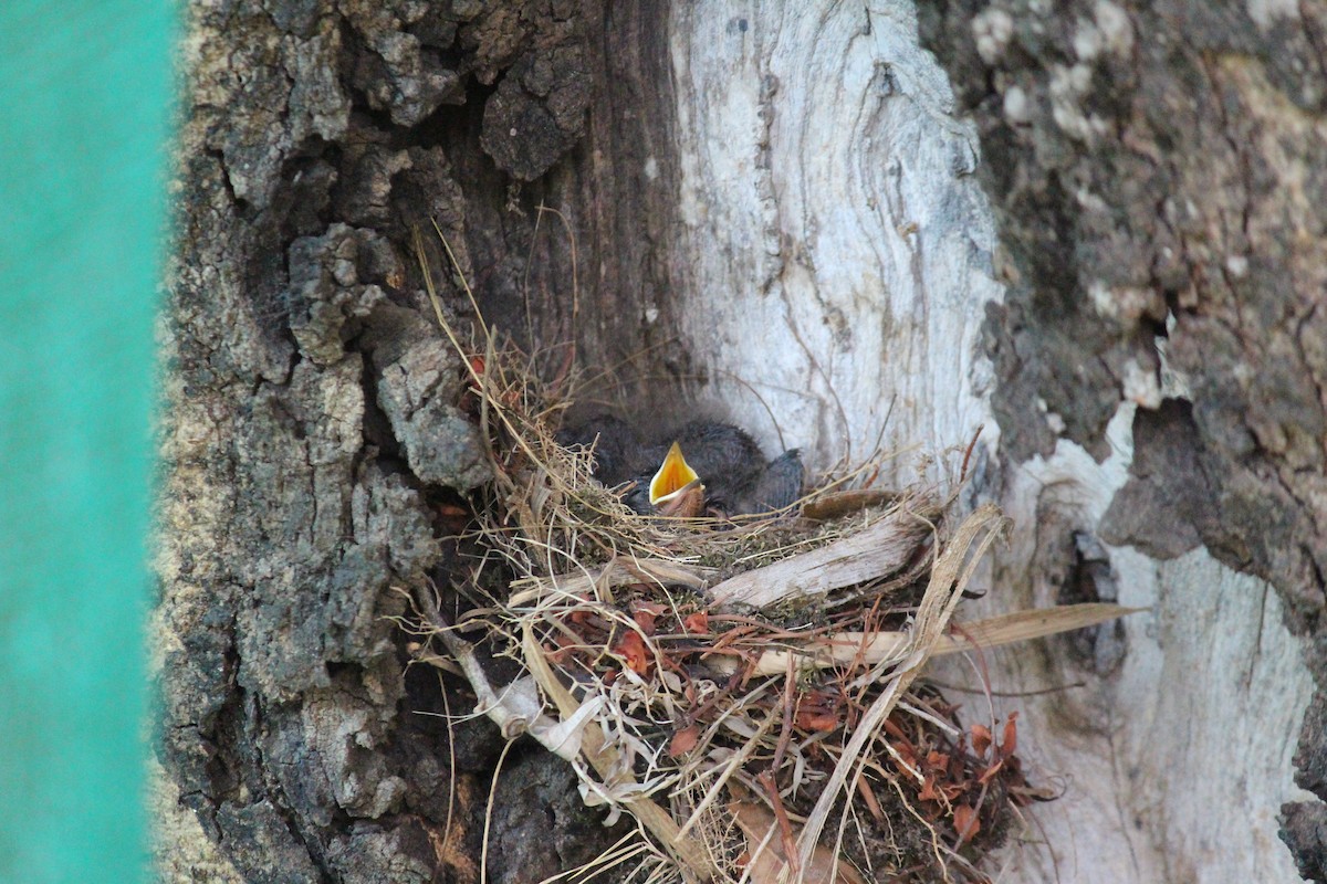 Tickell's Blue Flycatcher - ML618079118