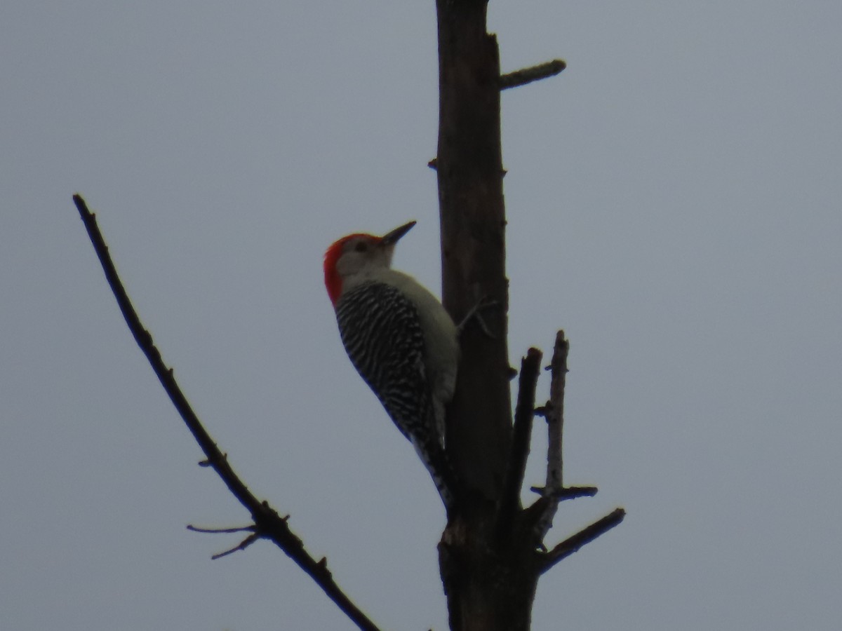 Red-bellied Woodpecker - Elizabeth Ferber