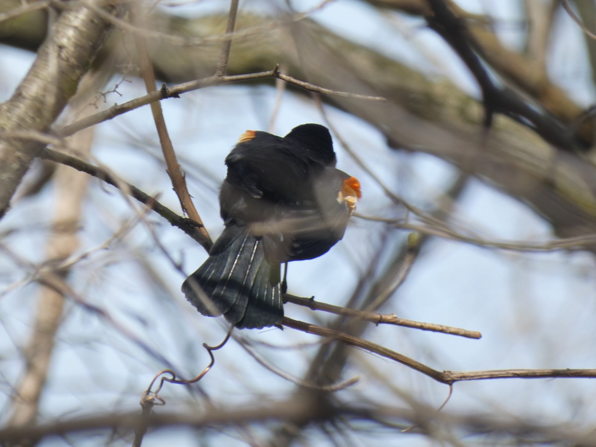 Red-winged Blackbird - Fabian Orozco