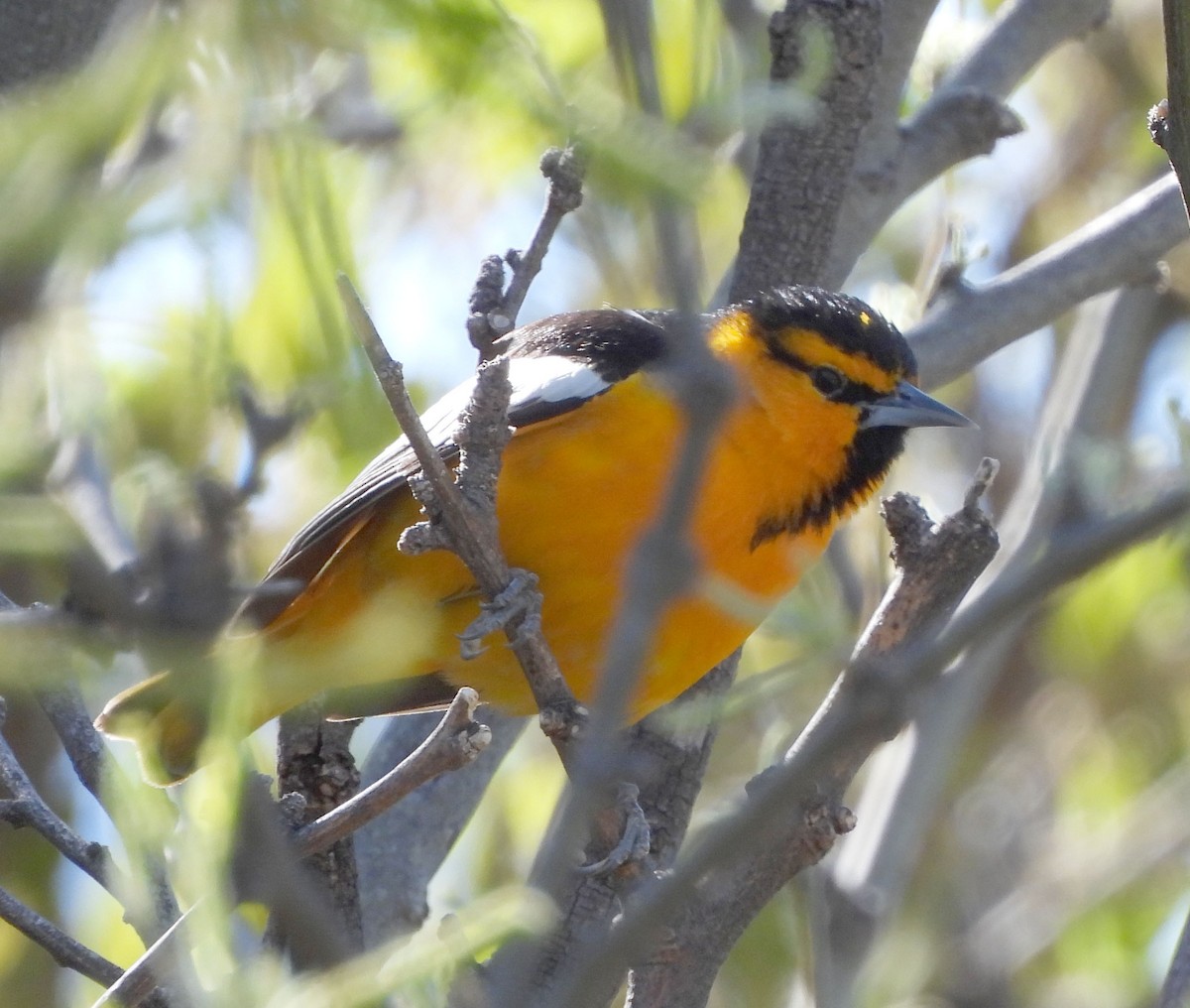 Bullock's Oriole - Paula Randolph