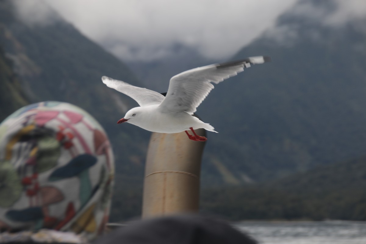 Silver Gull - ML618079155