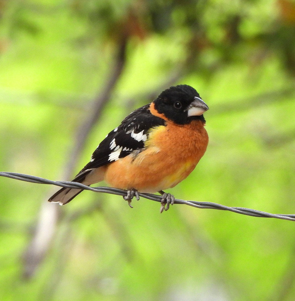 Black-headed Grosbeak - ML618079159