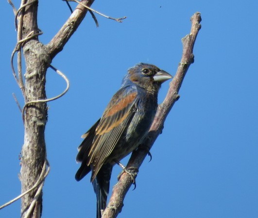 Blue Grosbeak - ML618079163