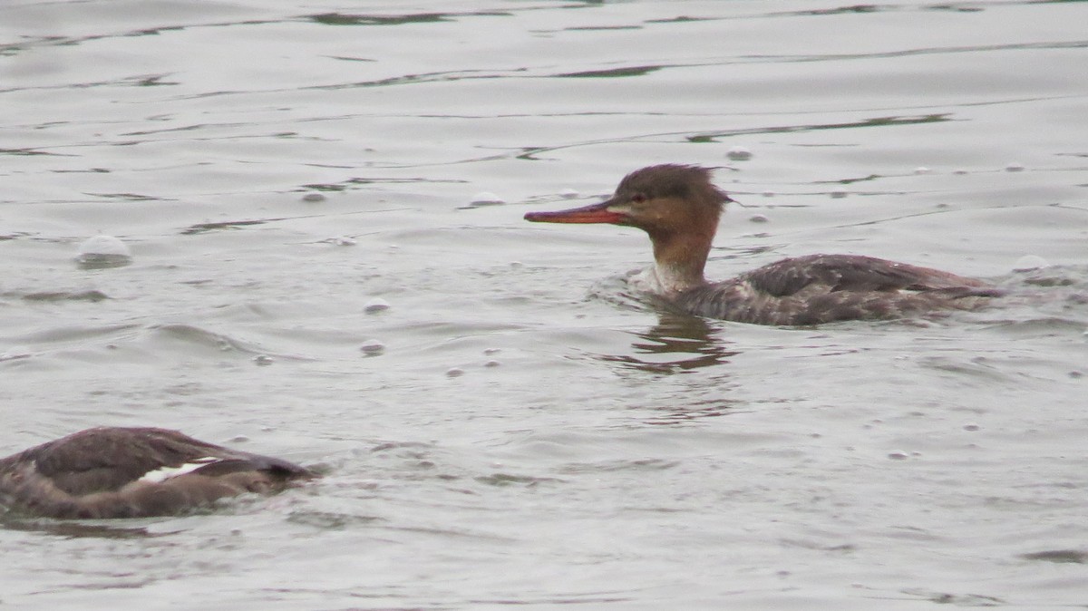 Red-breasted Merganser - ML618079215