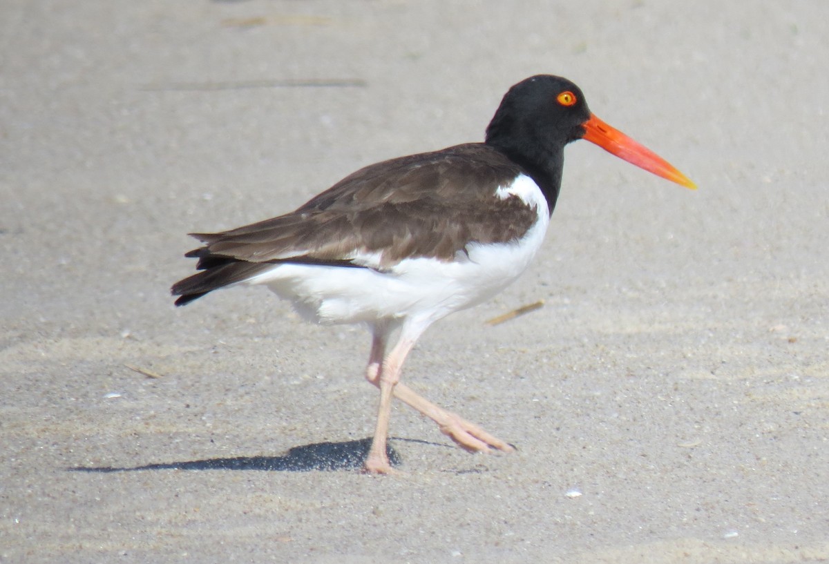 American Oystercatcher - ML618079223