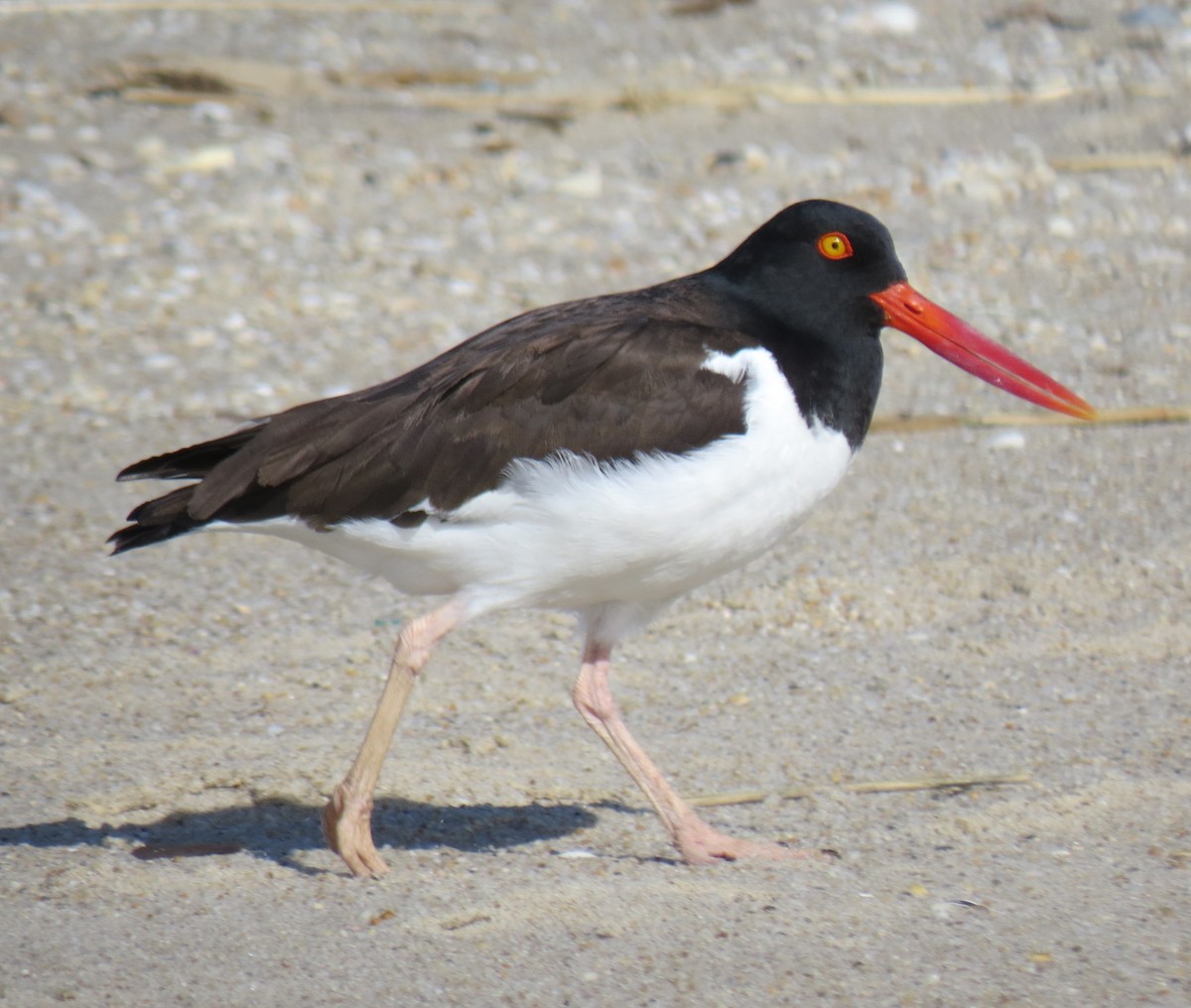 American Oystercatcher - ML618079224