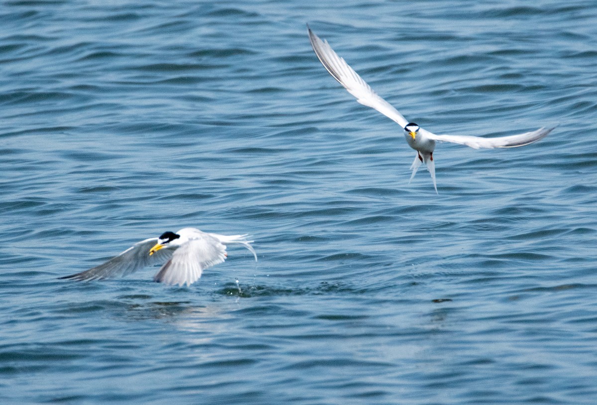 Little Tern - Roberta Palmer